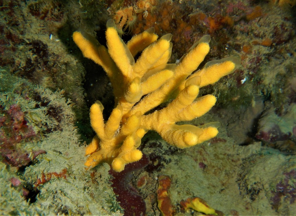 Axinelle verruqueuse