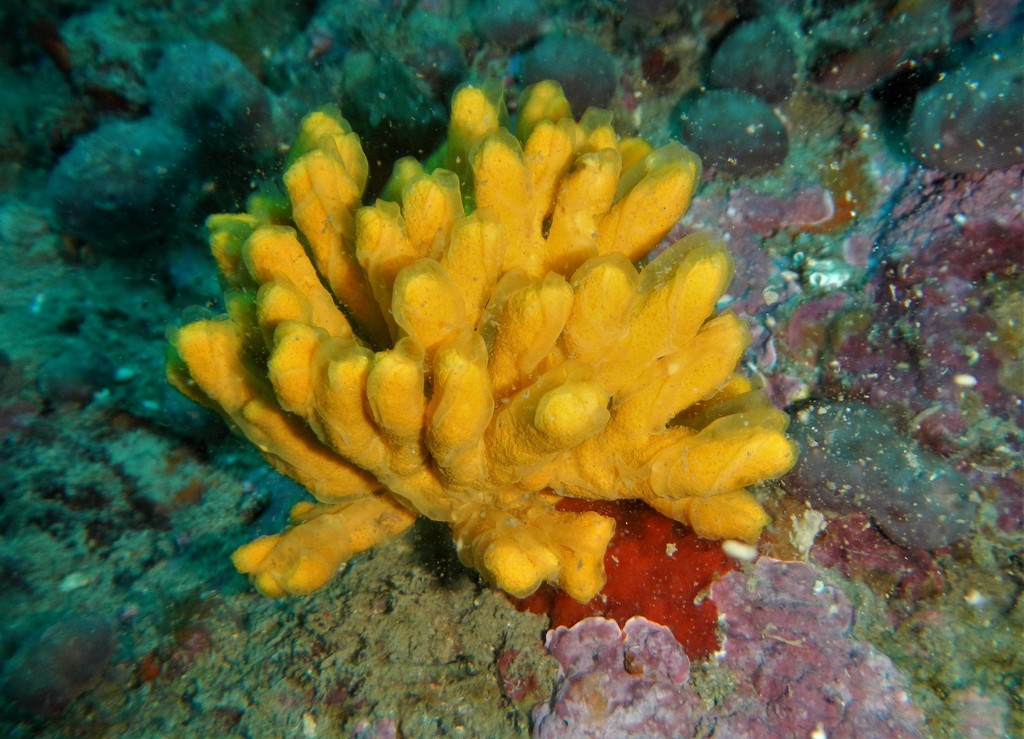 Mediterranean Mermaid's Glove