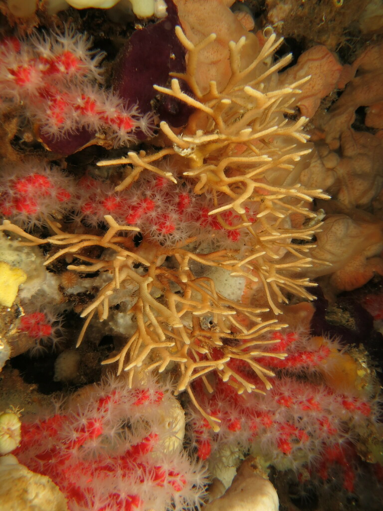Calvet's adeonella