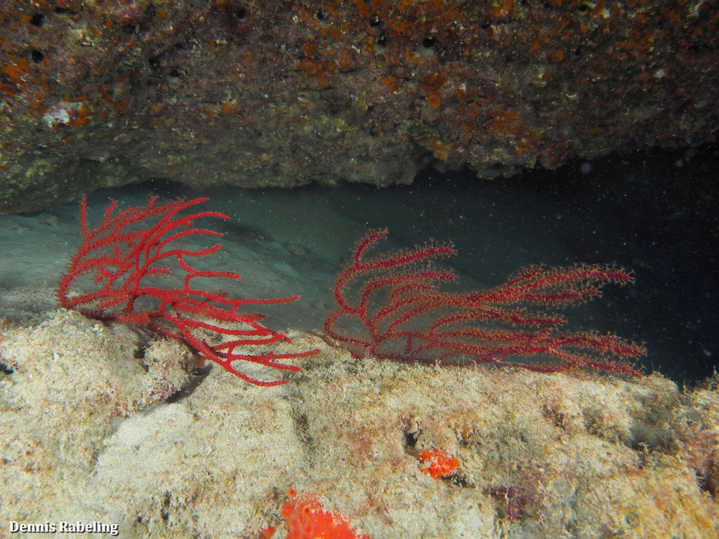 Red sea fan