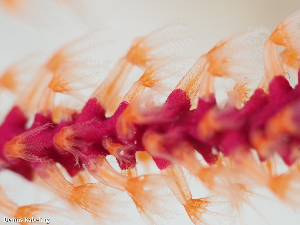 Red sea fan