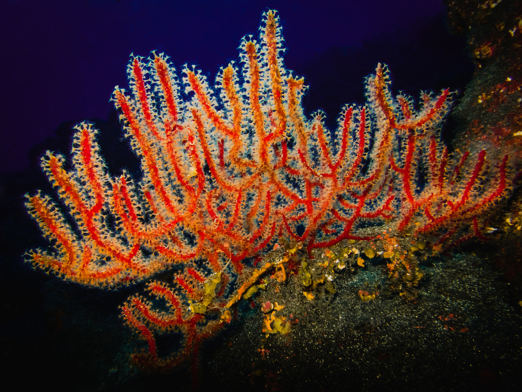 Red sea fan