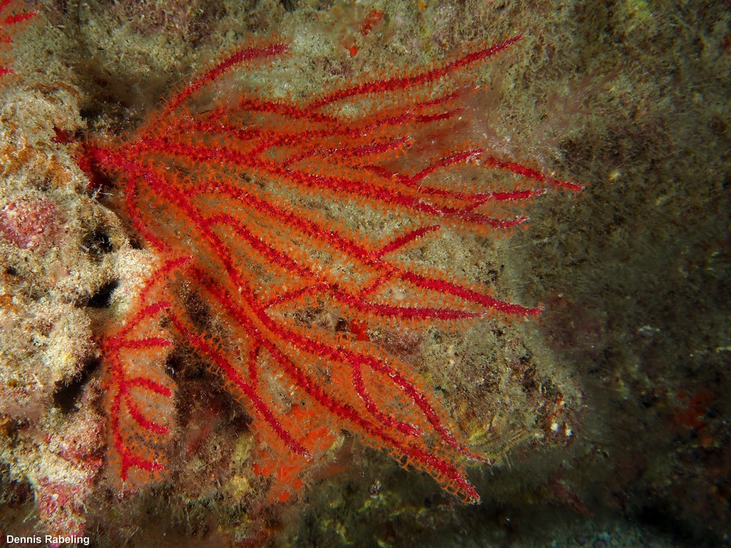 Red sea fan