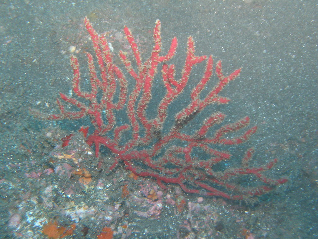 Red sea fan