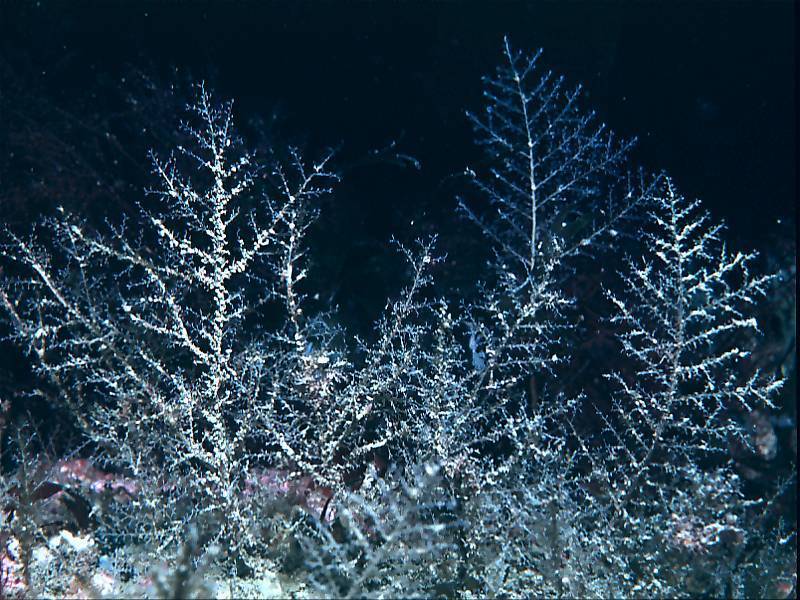 Herringbone Hydroid