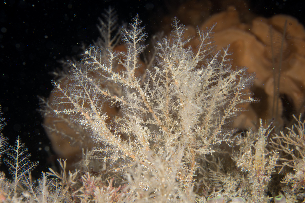herringbone hydroid