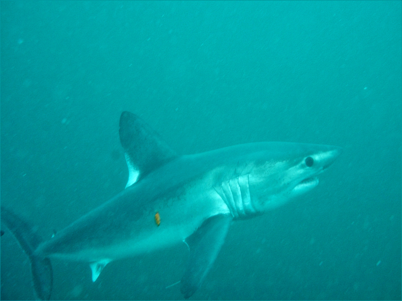 Porbeagle