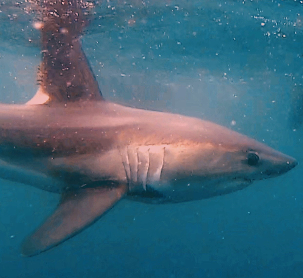 Porbeagle