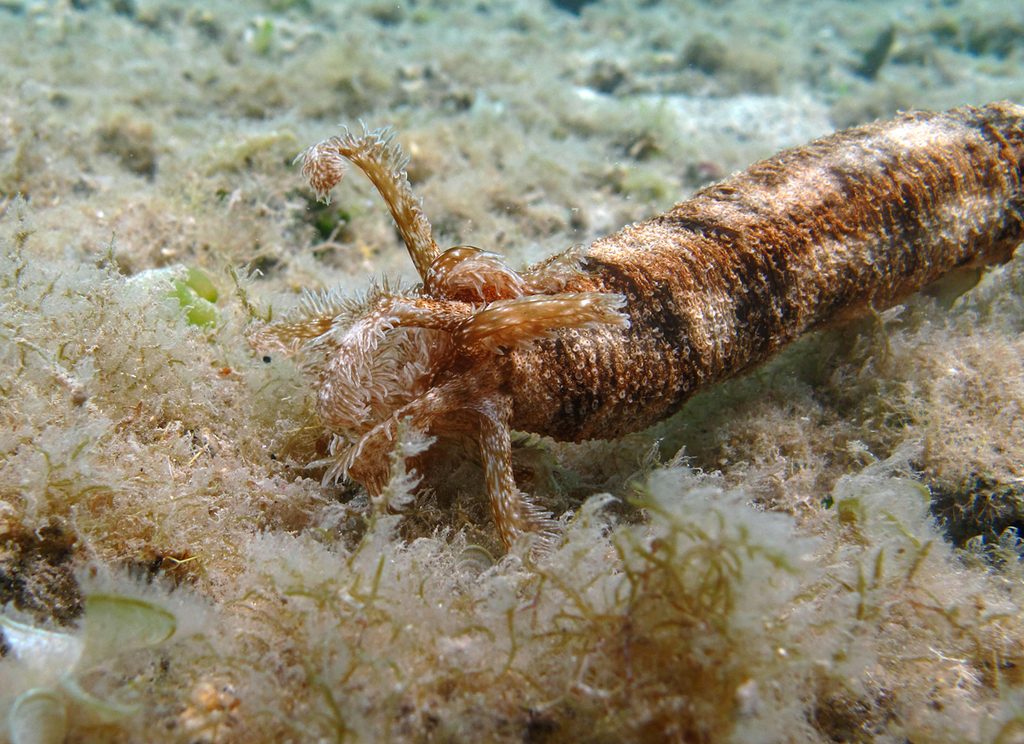 Snake Sea Cucumber