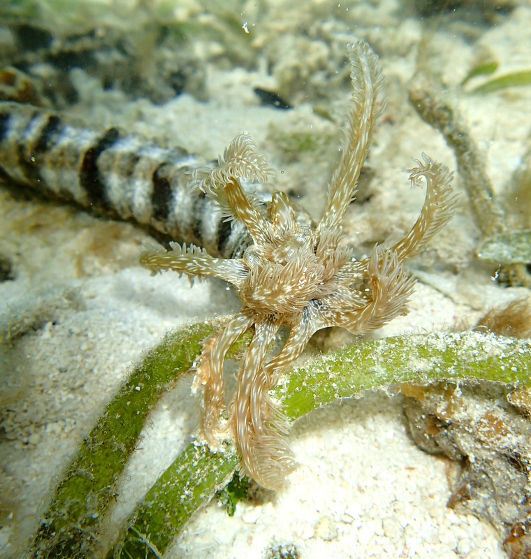 Snake Sea Cucumber