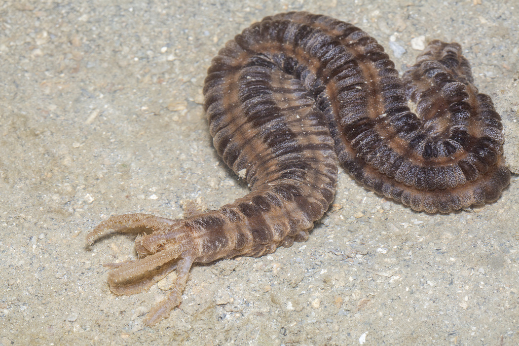 Snake Sea Cucumber