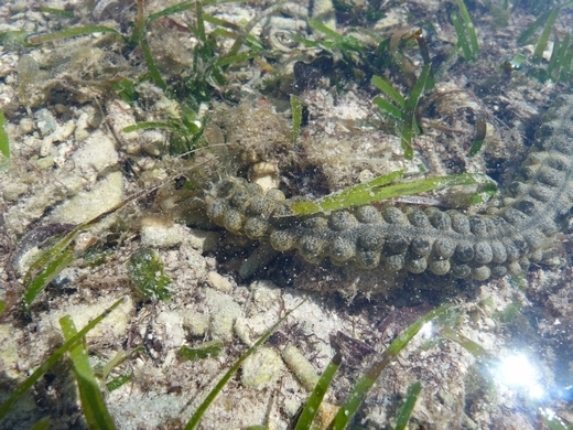 Snake Sea Cucumber