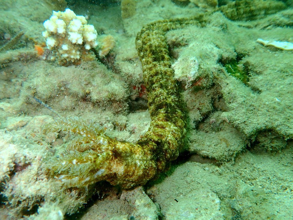 Snake Sea Cucumber