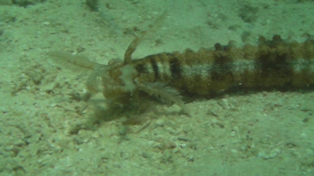 Snake Sea Cucumber