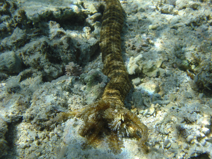Snake Sea Cucumber