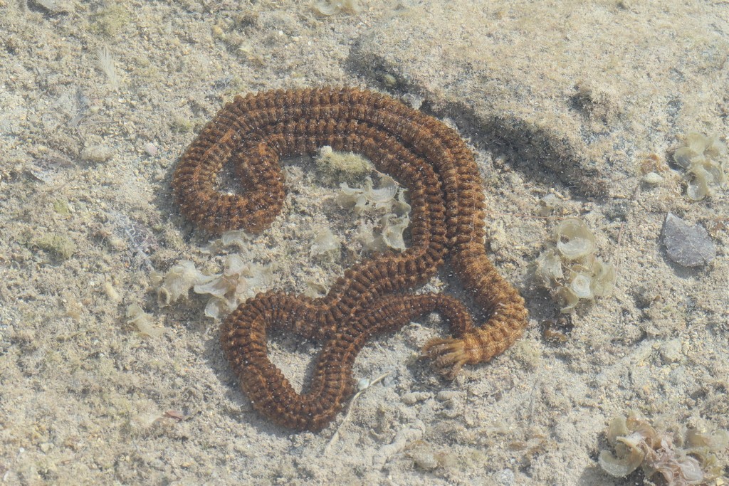 Snake Sea Cucumber