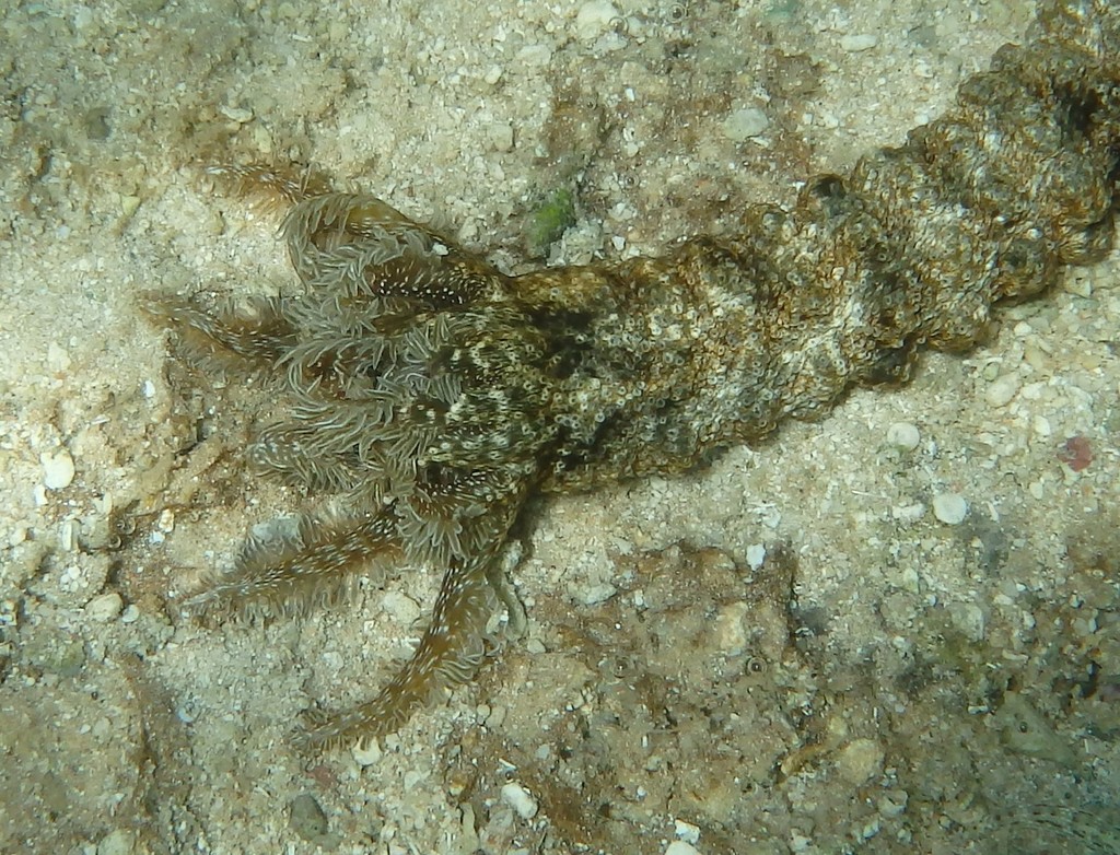 Snake Sea Cucumber
