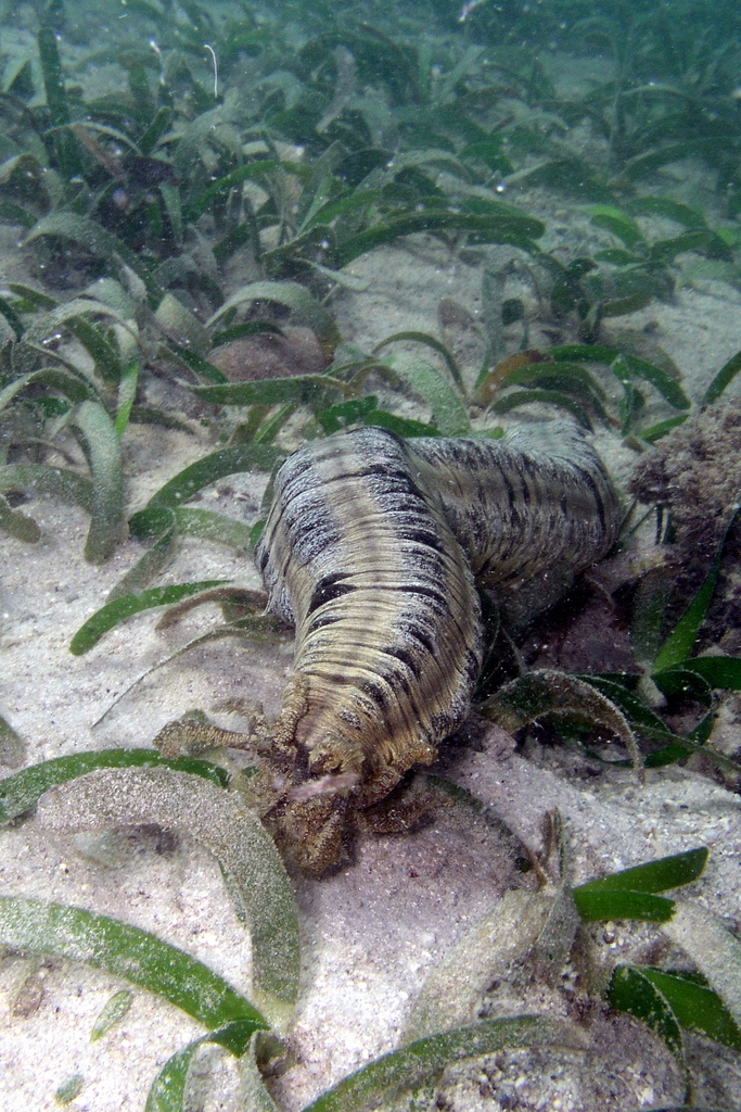Snake Sea Cucumber