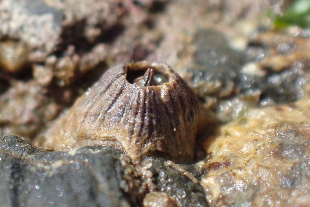 Volcano Barnacle