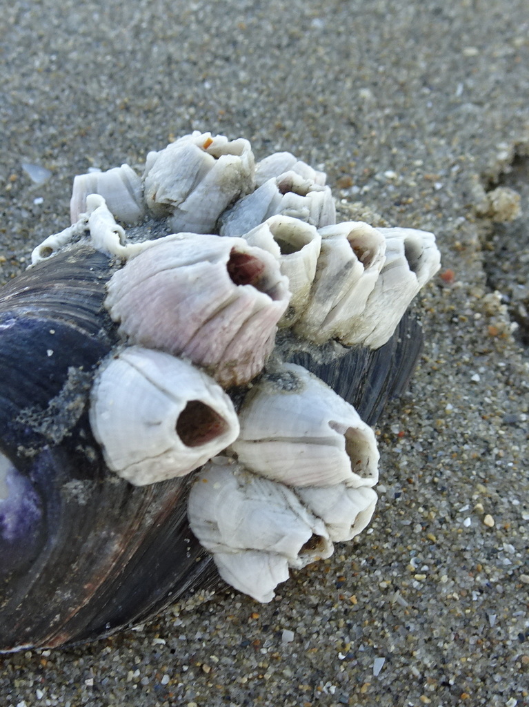 Volcano Barnacle