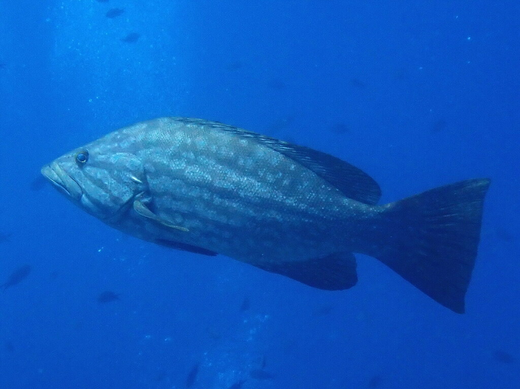 Mottled Grouper