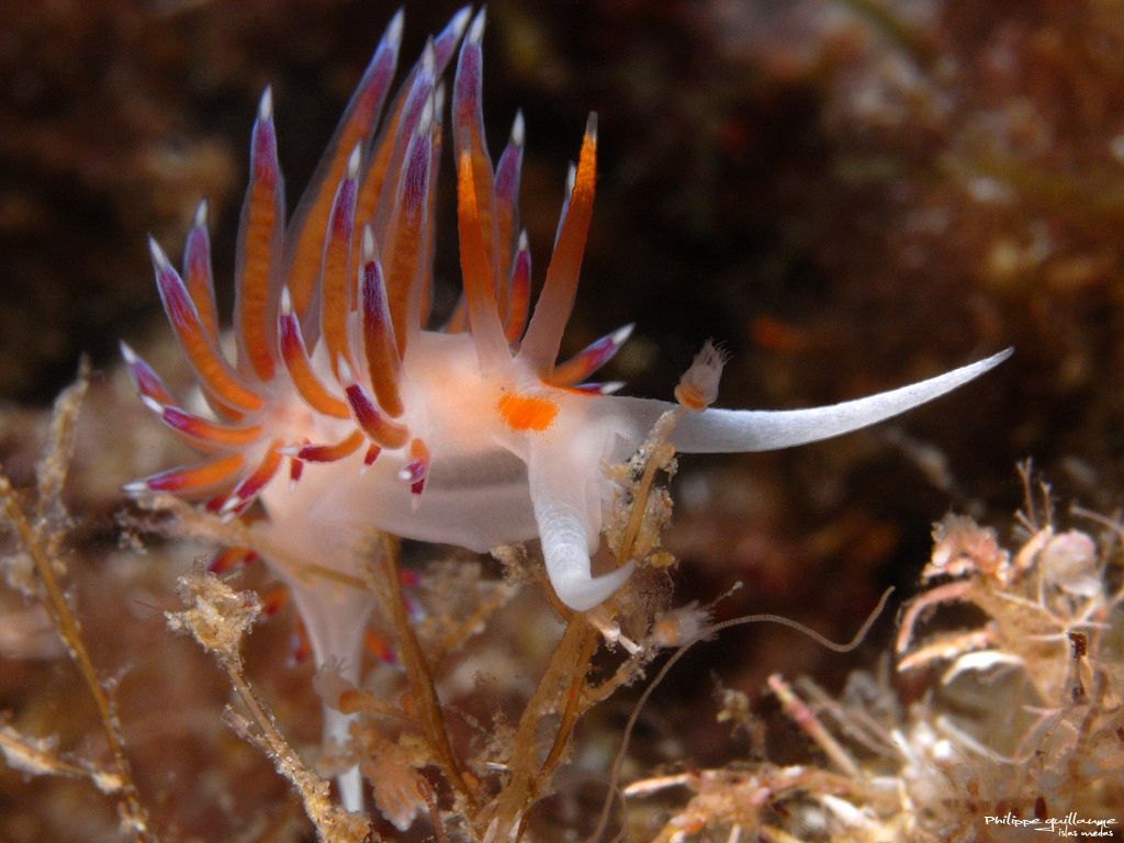 Hervia pèlerine