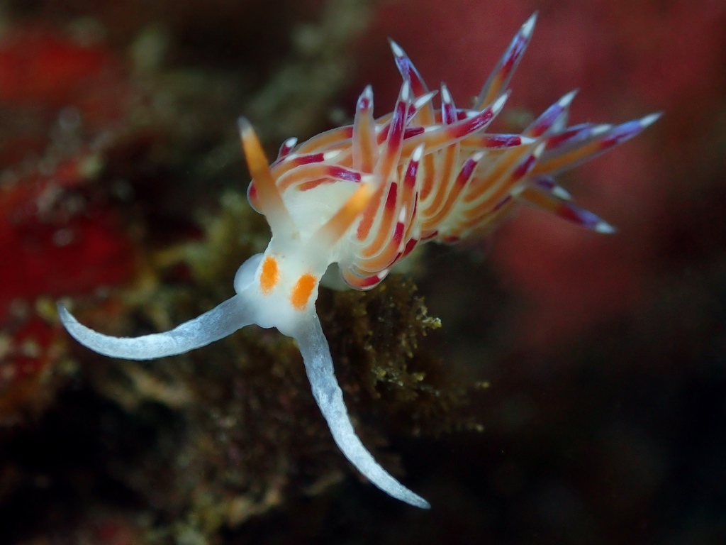 Hervia pèlerine