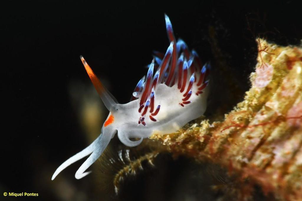 Hervia pèlerine
