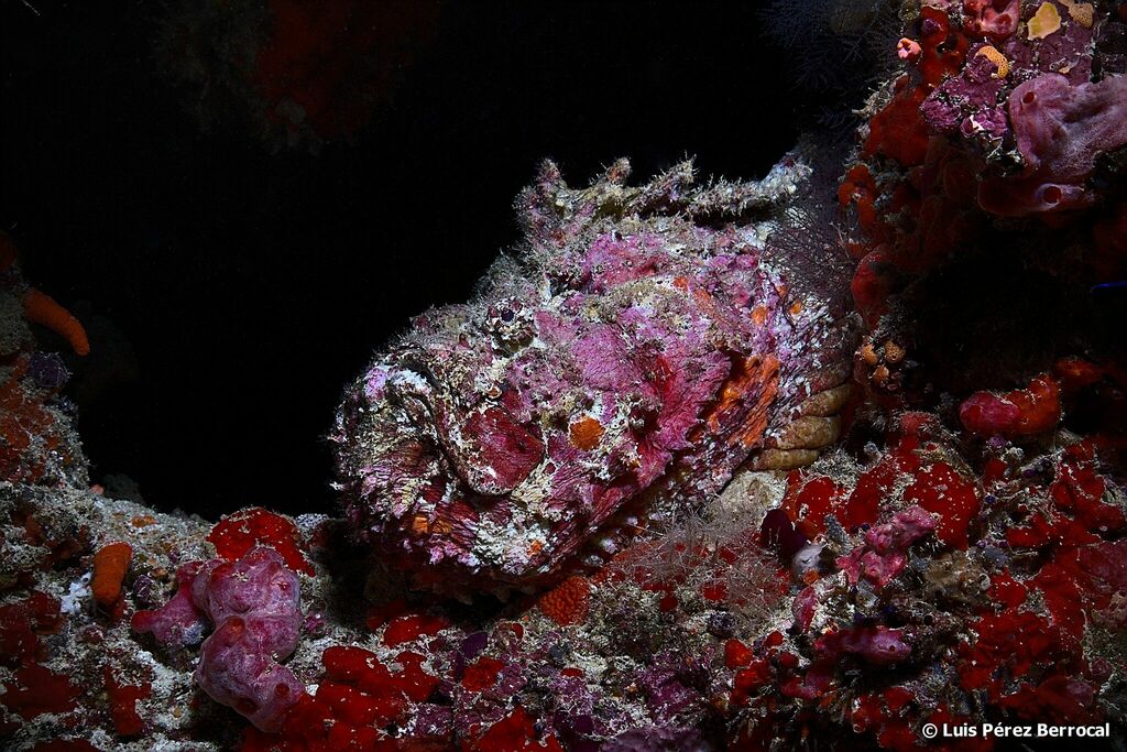 Reef Stonefish