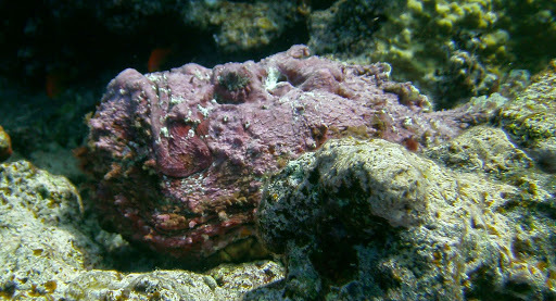 Reef Stonefish