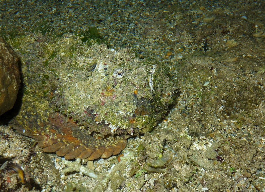 Reef Stonefish