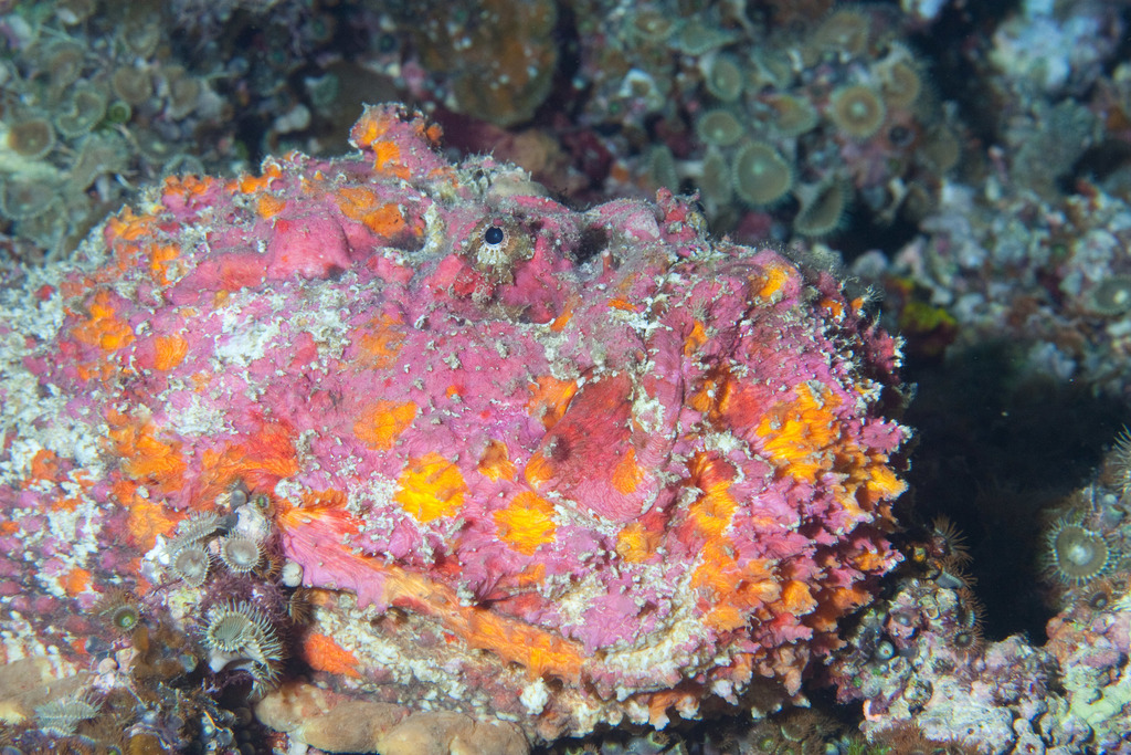 Reef Stonefish