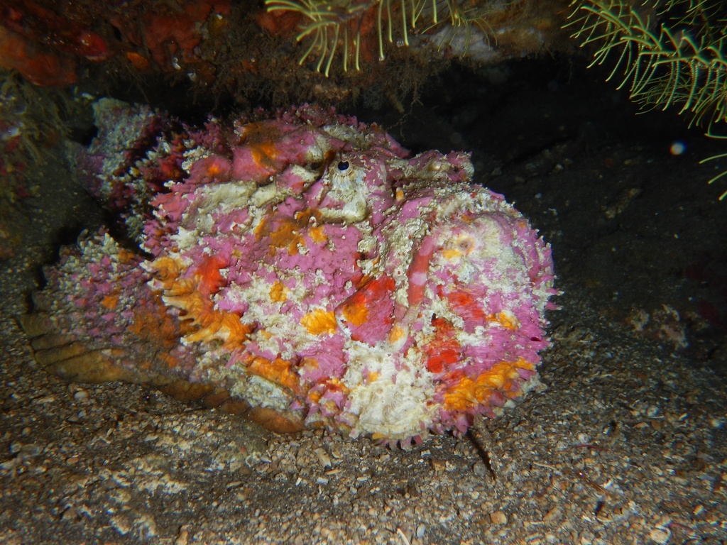 Reef Stonefish
