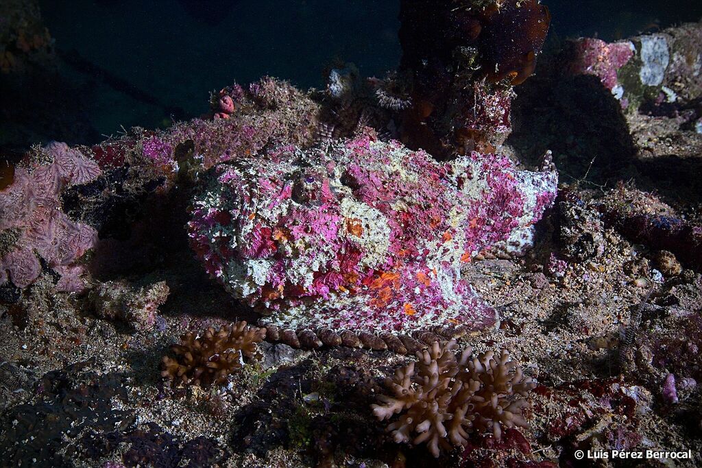 Reef Stonefish