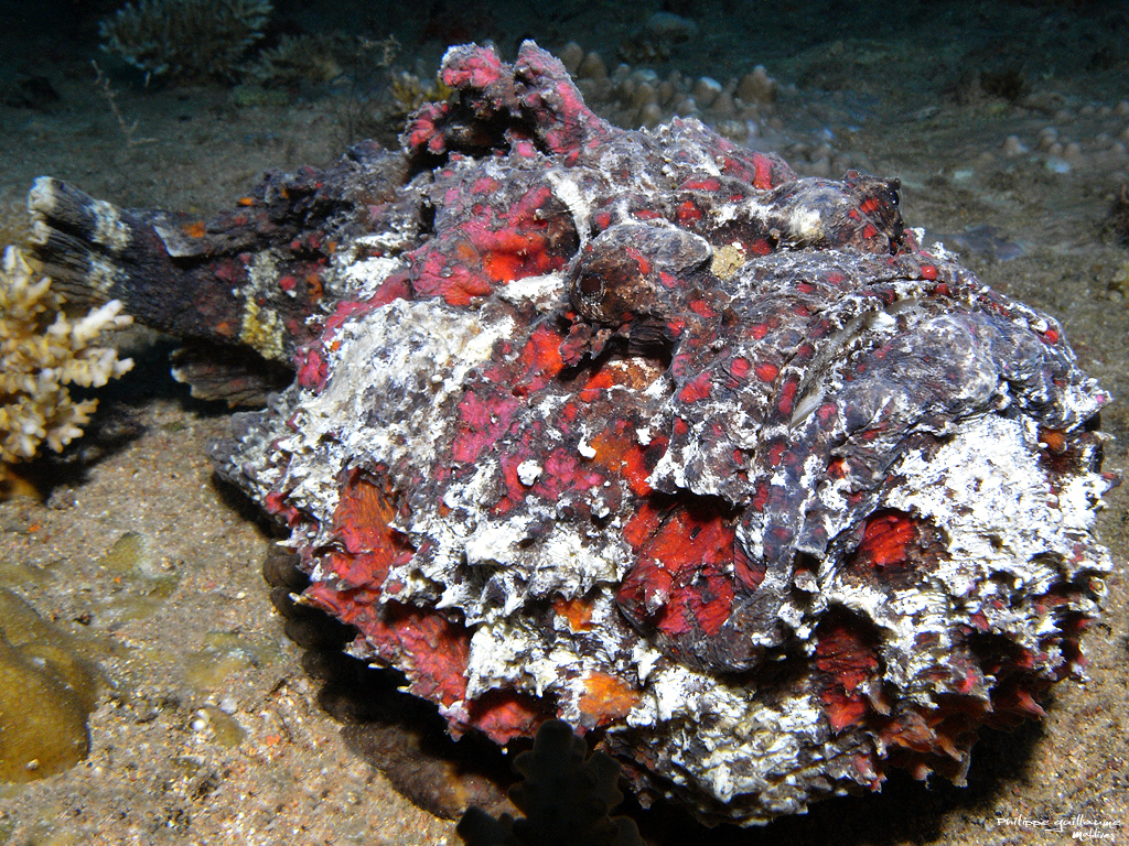 Reef Stonefish