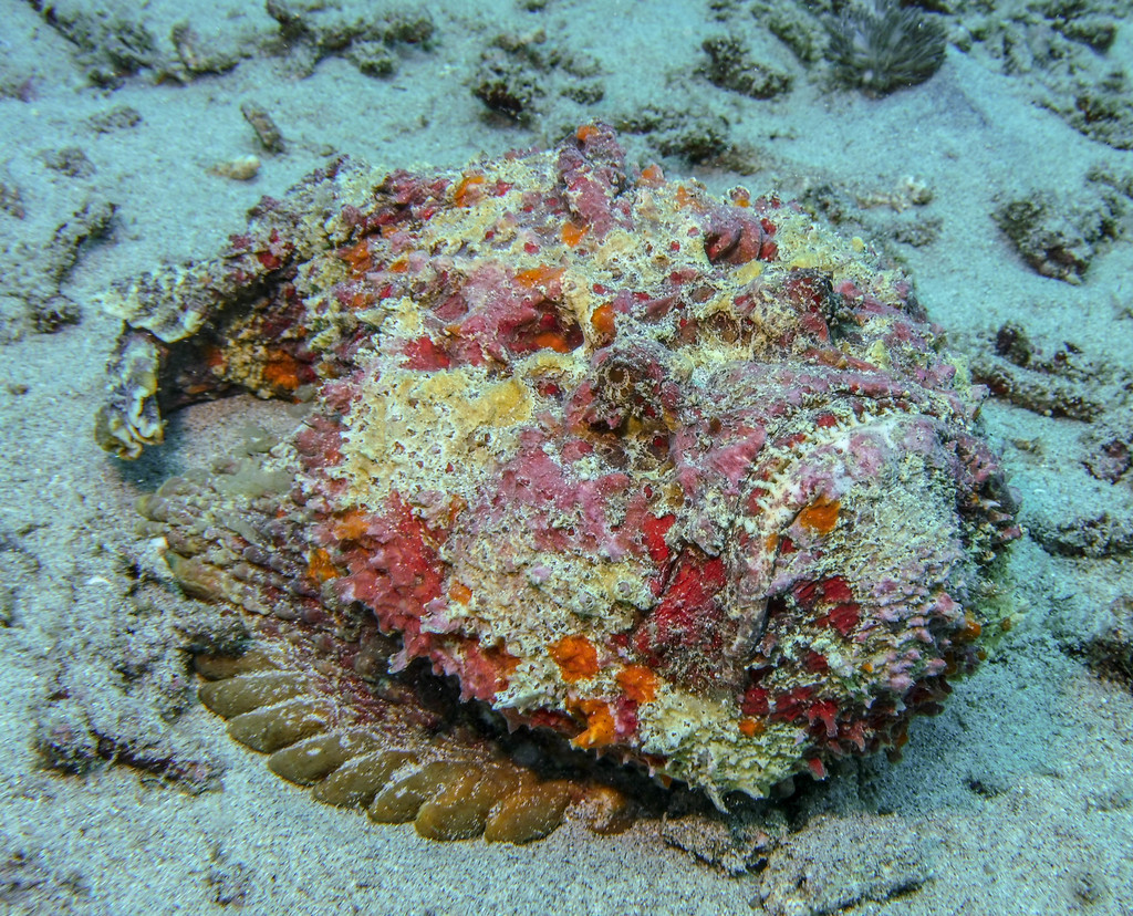 Reef Stonefish