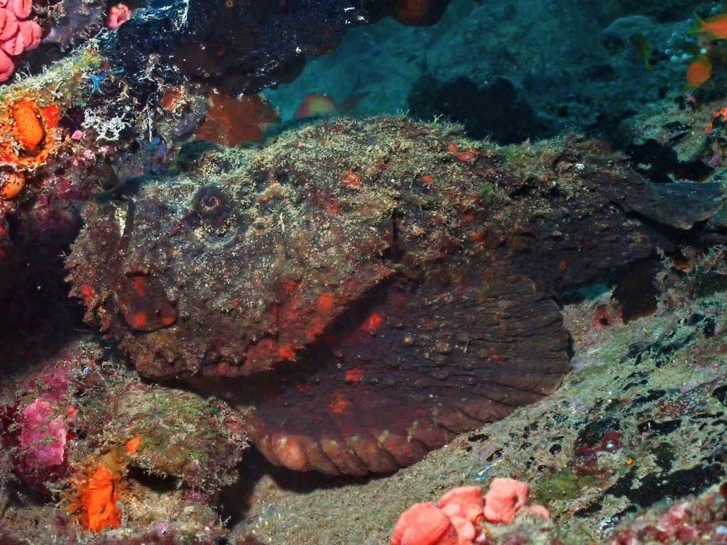 Reef Stonefish