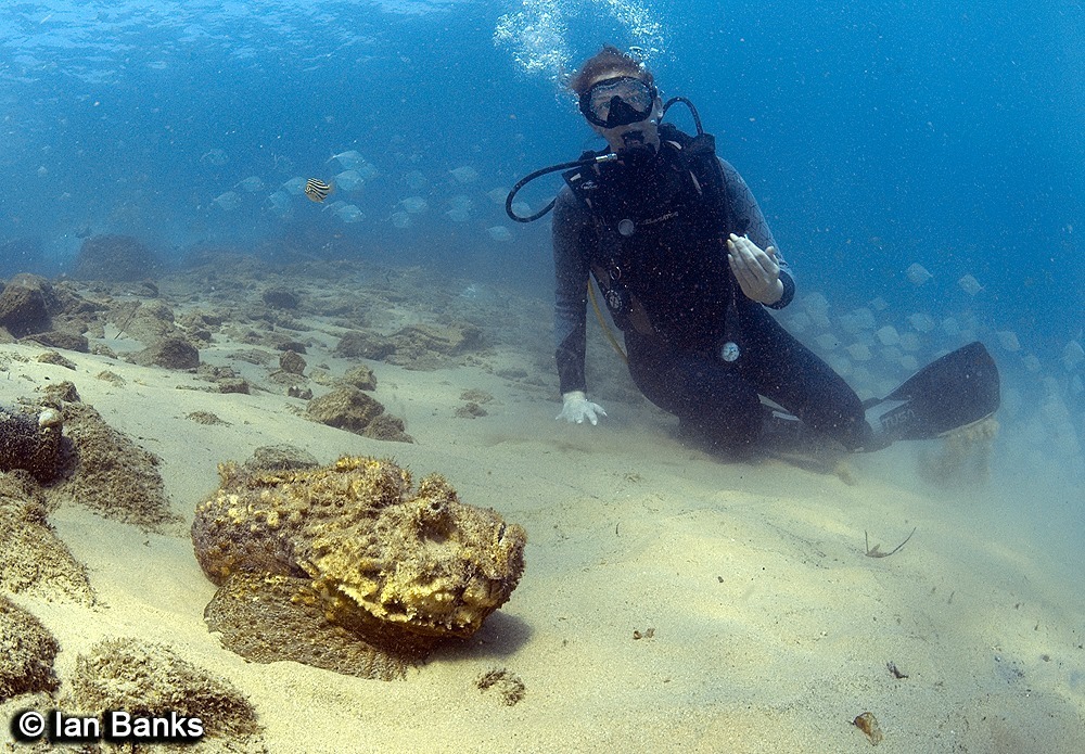 Estuarine Stonefish