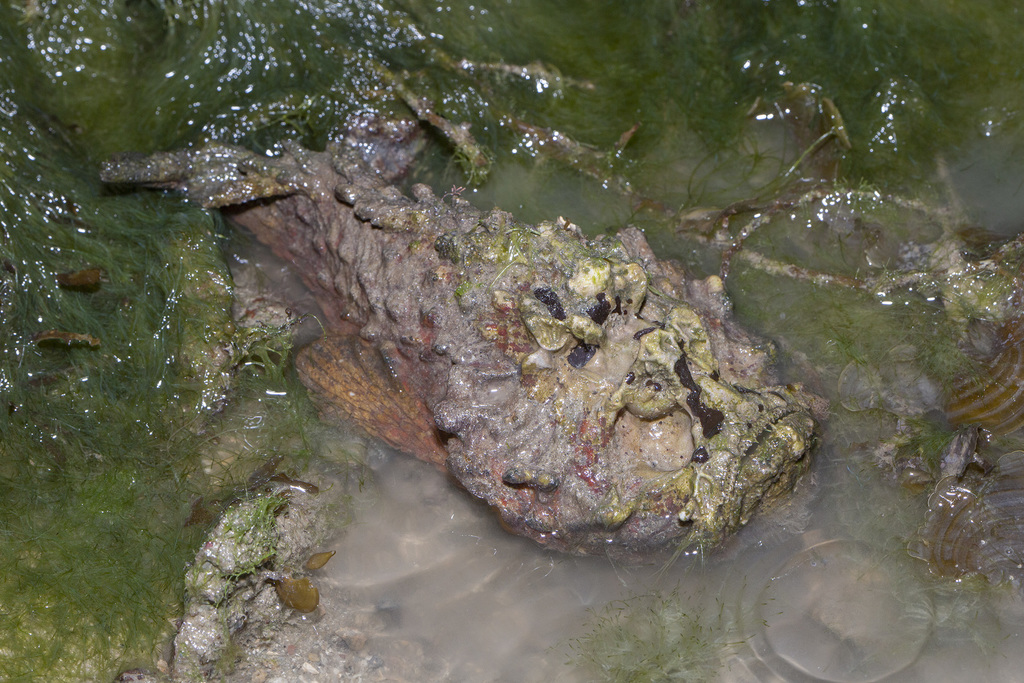 Estuarine Stonefish