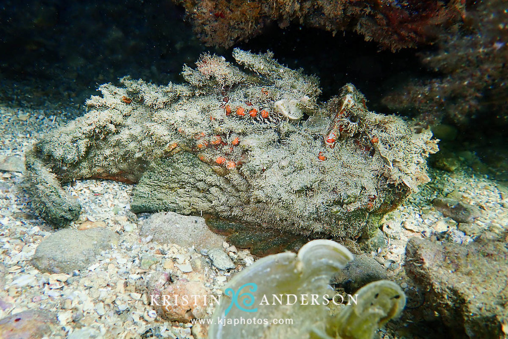 Estuarine Stonefish