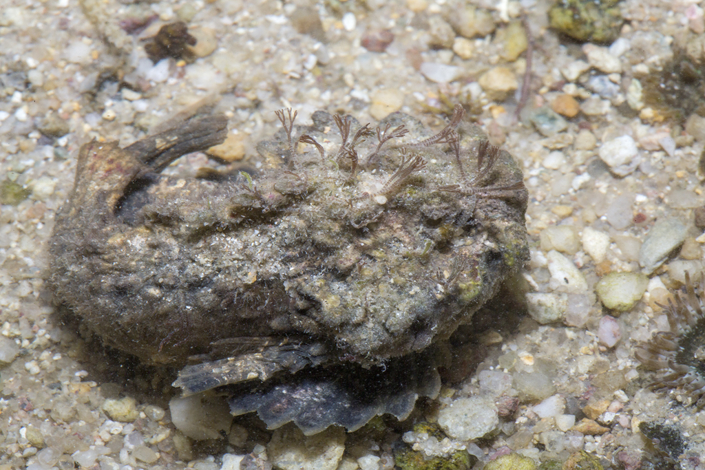 Estuarine Stonefish