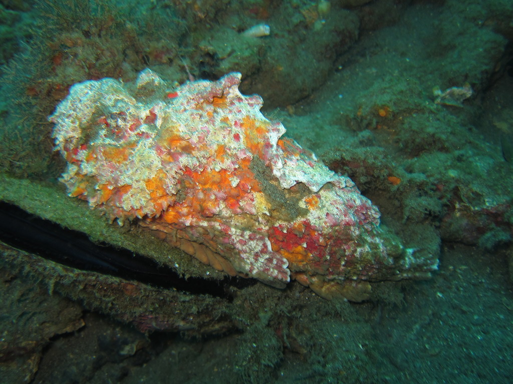Estuarine Stonefish