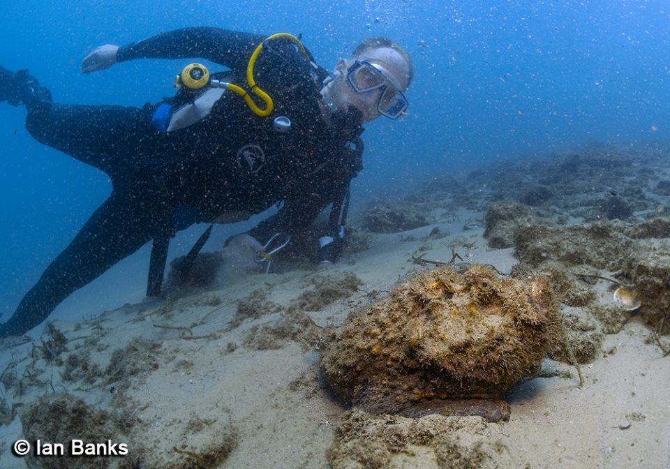 Estuarine Stonefish