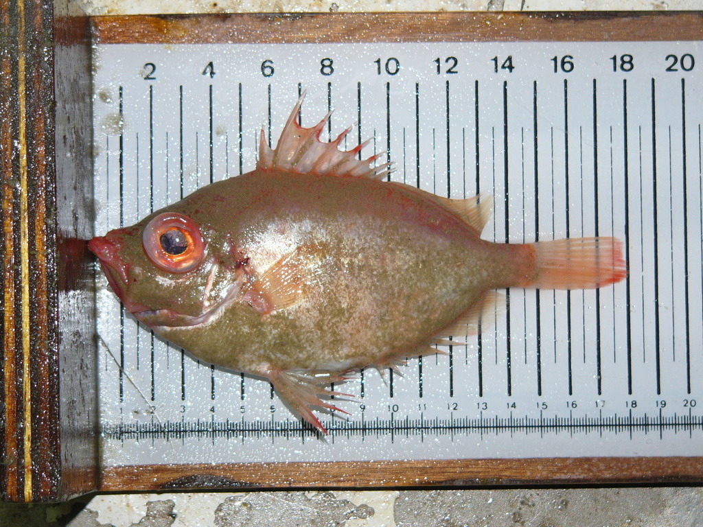 Sanglier