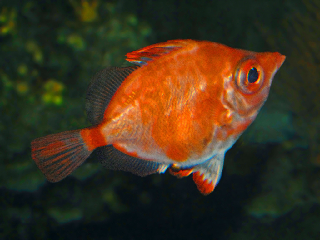 Sanglier