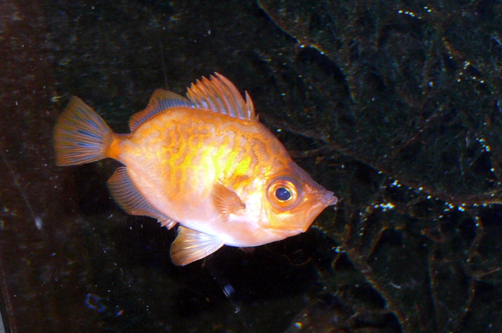 Sanglier