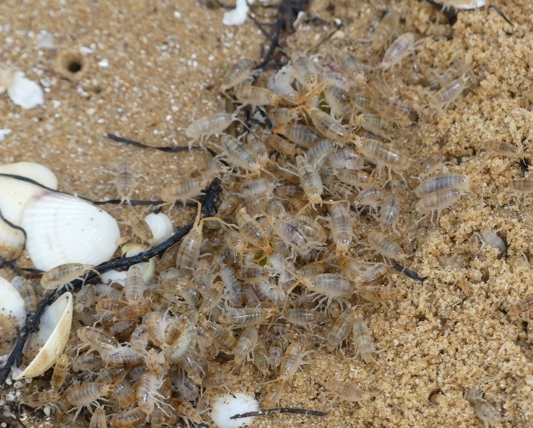 European Sand Hopper