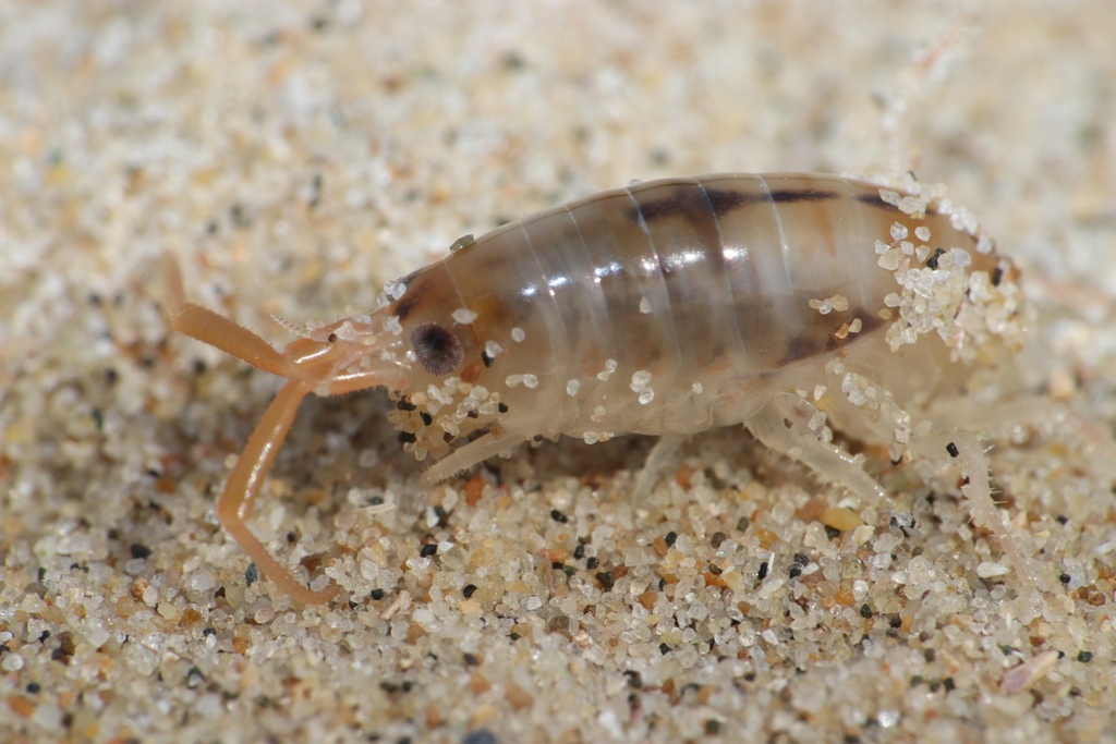 European Sand Hopper