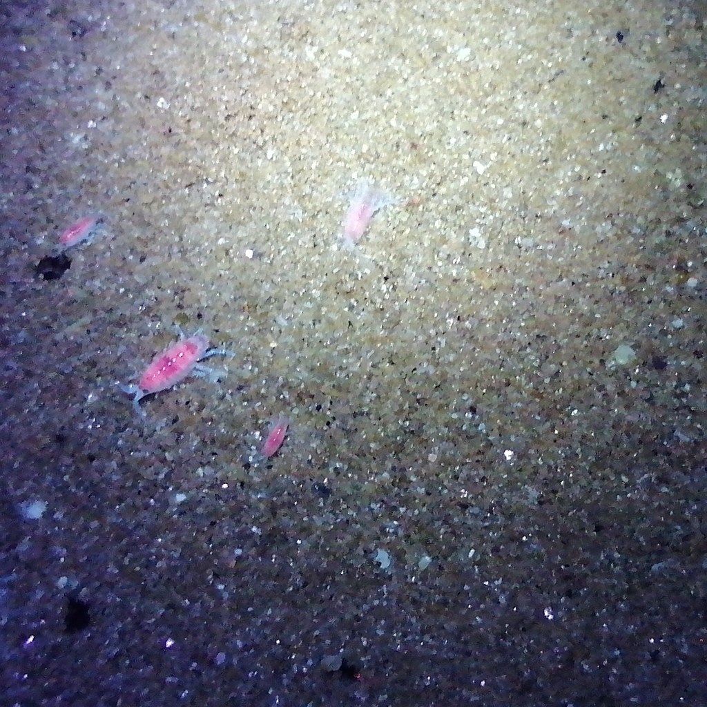 European Sand Hopper