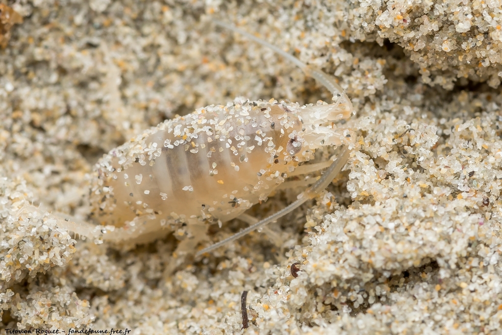 European Sand Hopper